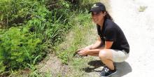 Smithsonian Conservation Biology Institute animal keeper Erica Royer releases Guam rails on Rota.