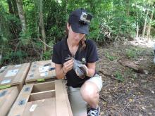 Guam rail release on Rota. 