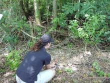 Releasing a Guam rail to the wild. 
