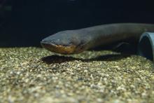 An electric eel in the new Electric Fishes Demonstration Lab in the Amazonia Exhibit at the Smithsonian’s National Zoo.
