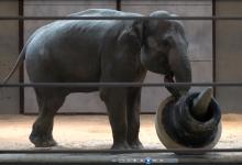 Asian Elephant Swarna plays with an enrichment object
