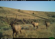 A camera trap photo of three elk with large antlers moving through grasslands in Montana