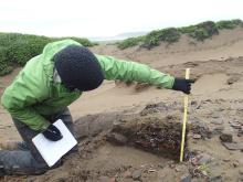 Researcher Catherine West measures an archaeological site on Alaska’s Chirikof Island