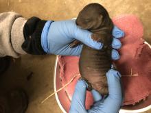 A zookeeper holds a small, newborn female Asian small clawed otter during a routine veterinary exam