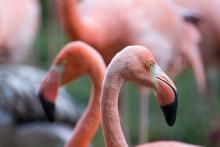A close-up of two flamingos' heads with pink feathers and large, hook-shaped bills
