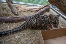 Clouded leopard cub Paitoon playing with a box. 