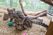 Clouded leopard cubs Jilian and Paitoon sitting side-by-side. 