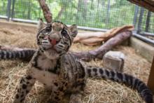 A clouded leopard cub looking into the camera. 