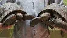 A keeper holds two 11-pound Aldabra tortoises. 