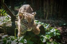 a tiger cub steps over a log