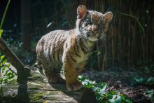 a tiger cub stand on a log