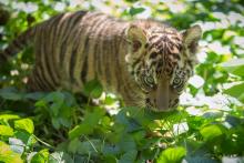 a tiger cub sniffs green foliage