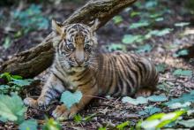 a tiger cub sits in leaves in front of a log