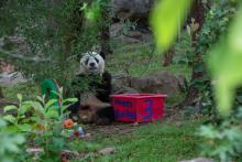 Giant panda Bei Bei sits down to eat a piece of a decorative ice cake he received for his third birthday. Next to him is a bin of treats. The bin says "Happy Bei Day" and "3"