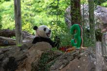 Giant panda Bei Bei sits down to eat a piece of a decorative ice cake he received for his third birthday at the Smithsonian's National Zoo