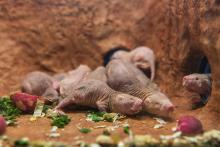 Naked mole-rats 