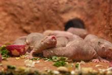 Naked mole-rats in their new home. 