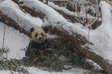 Giant panda Bei Bei in the snow. 