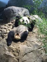 Q&A: Researcher investigates how panda cubs communicate with their mother