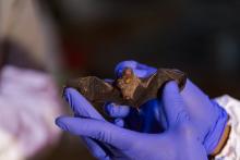 A scientist from Smithsonian's Global Health Program holds a bumble bee bat in Myanmar.