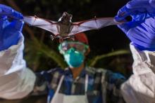 A scientist with Smithsonian's Global Health Program holds a wrinkle-lipped bat in Myanmar.
