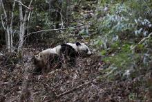 A wild giant panda at Guanyinshan Nature Reserve in China 