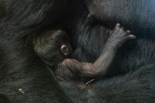 Western lowland gorilla Moke with mother Calaya