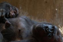 Western lowland gorilla Moke rests on the chest of his mother Calaya, who is laying on her back