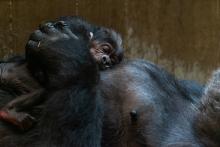 Western lowland gorilla Moke rests on the chest of his mother, Calaya, who is laying on her back