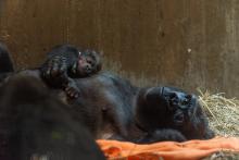 Western lowland gorilla Moke rests on the chest of his mother, Calaya, who is laying on her back on top of an orange blanket and hay