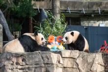 Two pandas sit on a rocky ledge eating a festive ice cake with the number 50 on it.