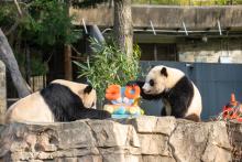 Two giant pandas sit on a rocky ledge eating a specially made ice cake with bamboo and the number 50 on it.