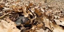 A wood turtle hidden in a pile of dead leaves. The turtle has a GPS tracker attached to its shell.