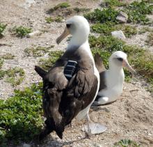 A Laysan albatross wearing a GPS device. 