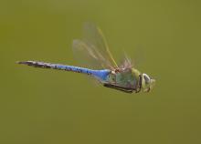 A close-up photo of a green darner dragonfly in flight. It has large eyes, a long tail and a short, round body.