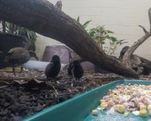 Two Guam rail chicks and an adult Guam rail standing on the ground just behind a tray of food