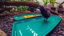 A Guam rail chick standing in a tray of water, and an adult Guam rail standing on the ground behind it