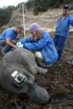 Autumn-Lynn Harrison, SCBI ecologist, fitting an elephant seal with a GPS tracking device. 
