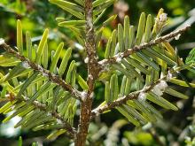 A close-up photo of the branch of a hemlock tree