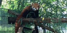 Red panda Henry at the Smithsonian Conservation Biology Institute. 