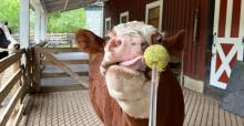 Hereford cow willow sticks out her tongue to touch a tennis ball at the end of a dowel during a training session.