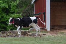 Holstein cow Magnolia frolics at the Kids farm. 