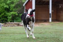 Holstein calf Magnolia frolics at the Kids' Farm. 