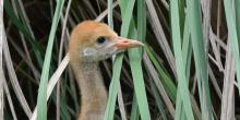 Hooded crane chick in the grass with mom