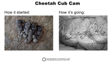 A cheetah cub cam version of the meme "how it started vs. how it's going" showing tiny cubs on hay and another image of much larger cubs snuggled together in the same space
