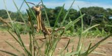 A praying mantis-like insect stands on muddy grass blades in the Peruvian Amazon