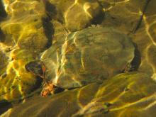 A wood turtle at the bottom of a stream, blending in with the surrounding rocks. 