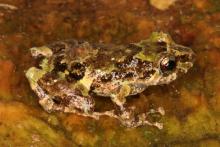 Frog: Pristimantis divnae