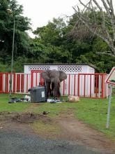 African Elephant in Gabon