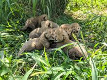 Cheetah cubs at the Smithsonian Conservation Biology Institute 
